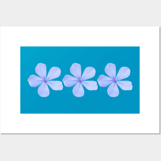 Three Blue Flowers Floral Photo Posters and Art